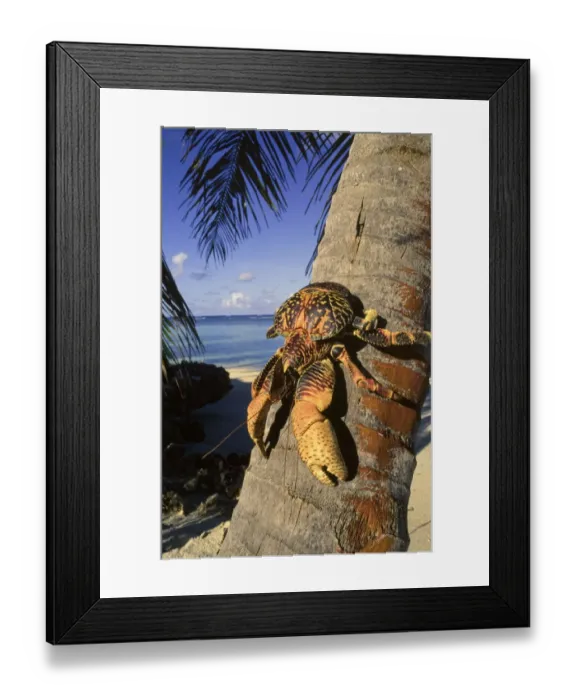 Framed Print : Coconut / Robber crab (Birgus latros) climbing coconut tree, Aldabra Seychelles Framed Print : Coconut / Robber crab (Birgus latros) climbing coconut tree, Aldabra Seychelles