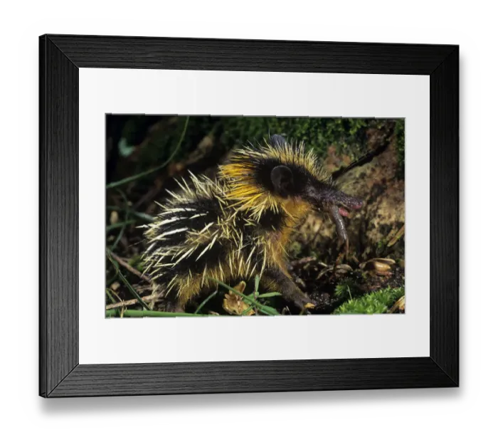 Framed Print : Yellow streaked tenrec (Hemicentetes semispinosum) feeding on a worm, Maroansetra Framed Print : Yellow streaked tenrec (Hemicentetes semispinosum) feeding on a worm, Maroansetra