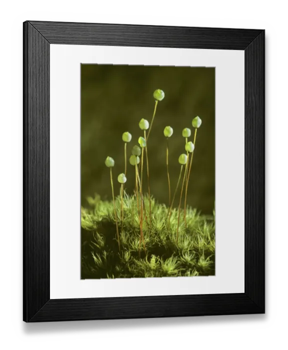Framed Print : Apple moss (Bartrimia pomiformis) with spore capsules, Inverness-shire, Scotland, UK Framed Print : Apple moss (Bartrimia pomiformis) with spore capsules, Inverness-shire, Scotland, UK