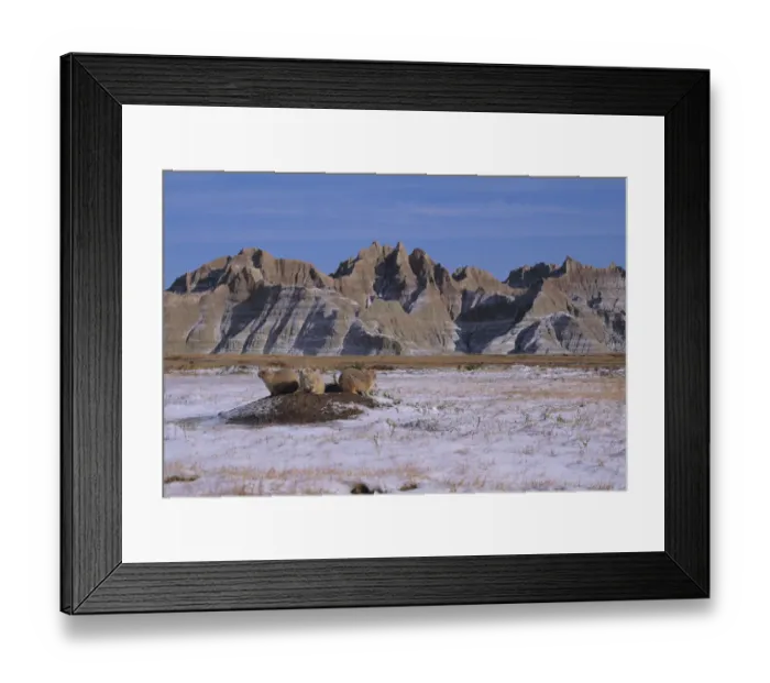Framed Print : Black tailed prairie dogs on burrow mound {Cynomys ludocicianus}, Badlands, USA Framed Print : Black tailed prairie dogs on burrow mound {Cynomys ludocicianus}, Badlands, USA