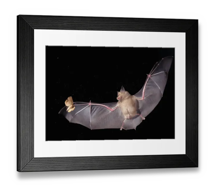 Framed Print : Greater horseshoe bat {Rhinolophus ferrumequinum} in flight hunting a moth at night