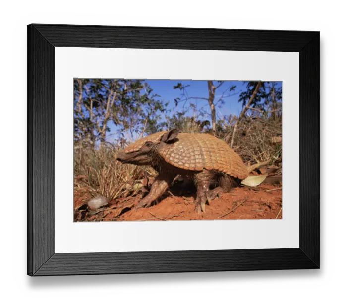 Framed Print : Six banded / yellow armadillo {Euphractus sexcinctus} Minas Gerais, Brazil Framed Print : Six banded / yellow armadillo {Euphractus sexcinctus} Minas Gerais, Brazil