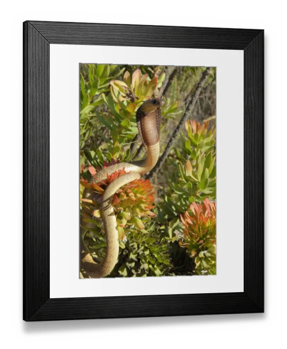 Framed Print : Cape cobra {Naja nivea} displaying amongst vegetation, South Africa Framed Print : Cape cobra {Naja nivea} displaying amongst vegetation, South Africa