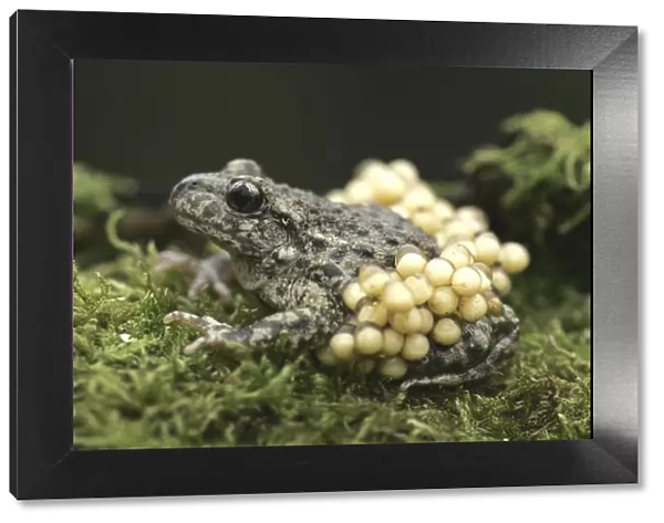 Midwife Toad (Alytes obstetricans) paternal male carrying eggs, S. Yorks, UK