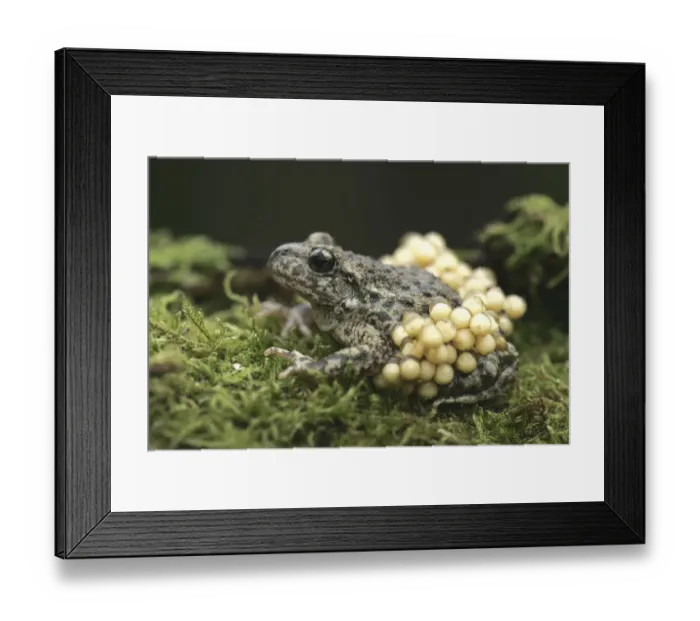 Framed Print : Midwife Toad (Alytes obstetricans) paternal male carrying eggs, S. Yorks, UK Framed Print : Midwife Toad (Alytes obstetricans) paternal male carrying eggs, S. Yorks, UK