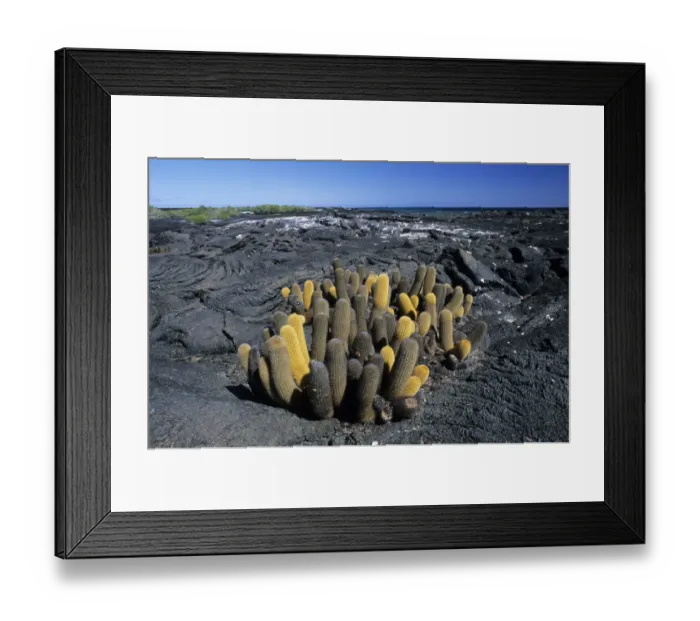 Framed Print : Lava Cactus (Brachycereus nesioticus), growing in lava field, coast of Fernandina Framed Print : Lava Cactus (Brachycereus nesioticus), growing in lava field, coast of Fernandina