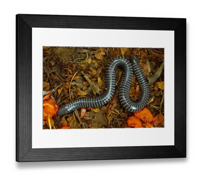 Framed Print : Caecilian (Siphonops annulata) amongst leaf litter, Amazon Rainforest. Ecuador Framed Print : Caecilian (Siphonops annulata) amongst leaf litter, Amazon Rainforest. Ecuador