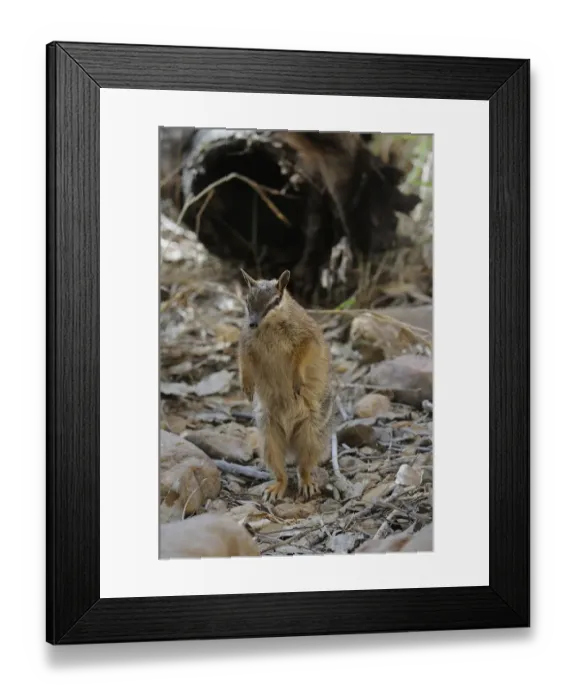 Framed Print : Numbat (Myrmecobius fasciatus) standing on hind legs, Central Australia Framed Print : Numbat (Myrmecobius fasciatus) standing on hind legs, Central Australia