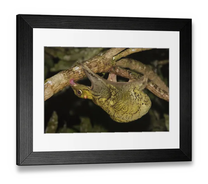 Framed Print : Malayan colugo {Cynocephalus variegatus} hanging upside-down in tree feeding on algae at night Framed Print : Malayan colugo {Cynocephalus variegatus} hanging upside-down in tree feeding on algae at night