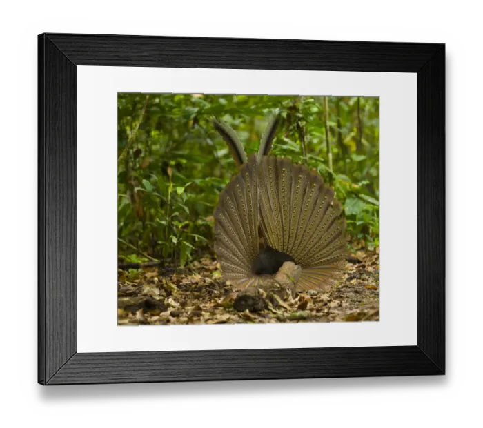 Framed Print : Argus pheasant / Great argus (Argusianus argus) male displaying, Danum Valley forest reserve Framed Print : Argus pheasant / Great argus (Argusianus argus) male displaying, Danum Valley forest reserve