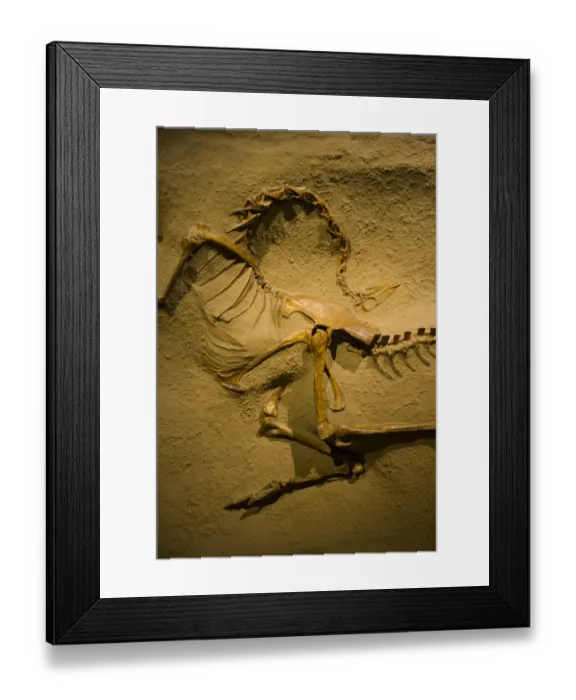 Framed Print : Fossil dinosaur {Struthiomimus altus} Royal Tyrrell Museum, Drumheller, Alberta, Canada Framed Print : Fossil dinosaur {Struthiomimus altus} Royal Tyrrell Museum, Drumheller, Alberta, Canada