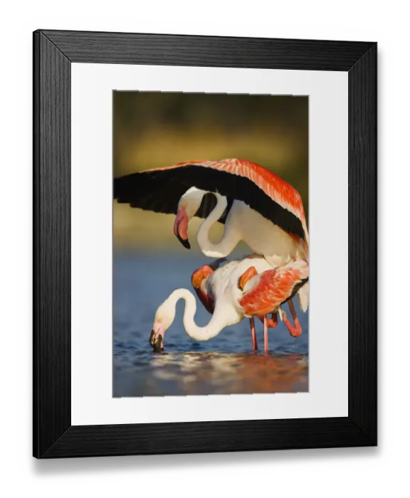 Framed Print : Greater flamingos (Phoenicopterus roseus) mating, in lagoon, Pont Du Gau, Camargue Framed Print : Greater flamingos (Phoenicopterus roseus) mating, in lagoon, Pont Du Gau, Camargue