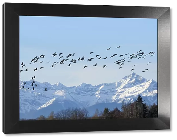 Common  /  Eurasian crane (Grus grus) flock in flight with snow topped Pyrenees mountains