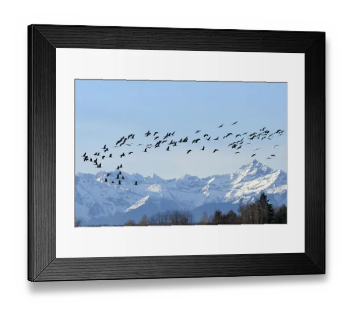 Framed Print : Common / Eurasian crane (Grus grus) flock in flight with snow topped Pyrenees mountains Framed Print : Common / Eurasian crane (Grus grus) flock in flight with snow topped Pyrenees mountains