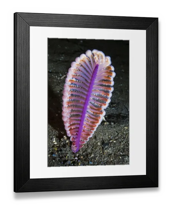 Framed Print : Purple sea pen (Virgularia gustaviana) on sandy sea bed. Rinca, Indonesia Framed Print : Purple sea pen (Virgularia gustaviana) on sandy sea bed. Rinca, Indonesia