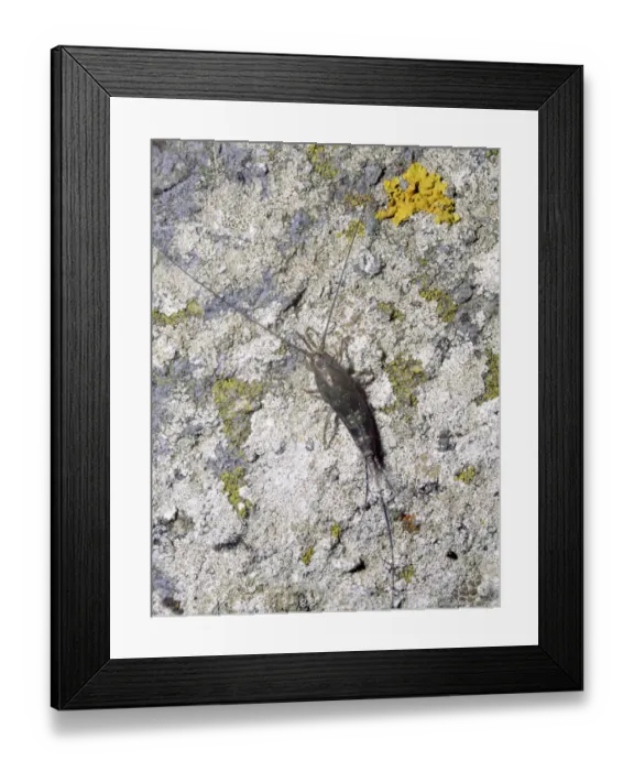 Framed Print : Marine springtail / bristletail (Petrobius maritimus) adult resting on stones, Lough Muree Framed Print : Marine springtail / bristletail (Petrobius maritimus) adult resting on stones, Lough Muree