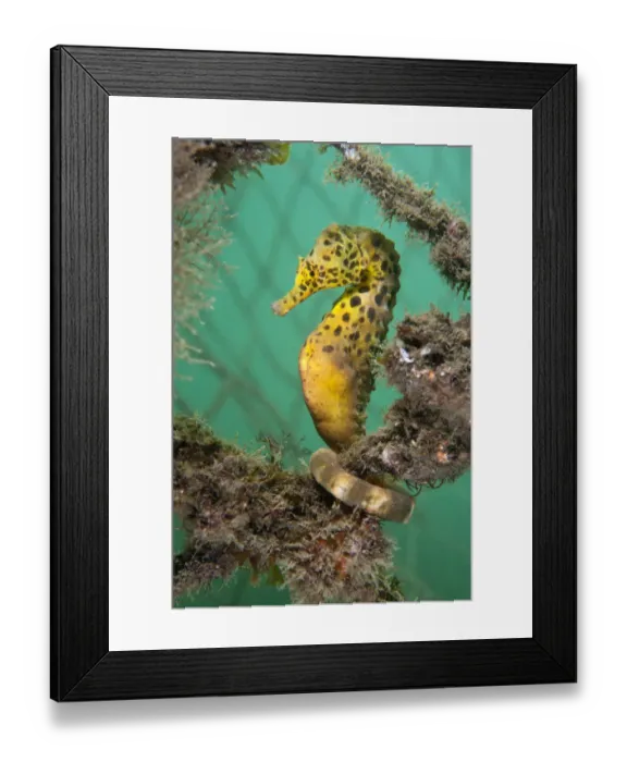 Framed Print : A Large  /  Pot Bellied Seahorse (Hippocampus abdominalis) perched in nets. Manly, Sydney