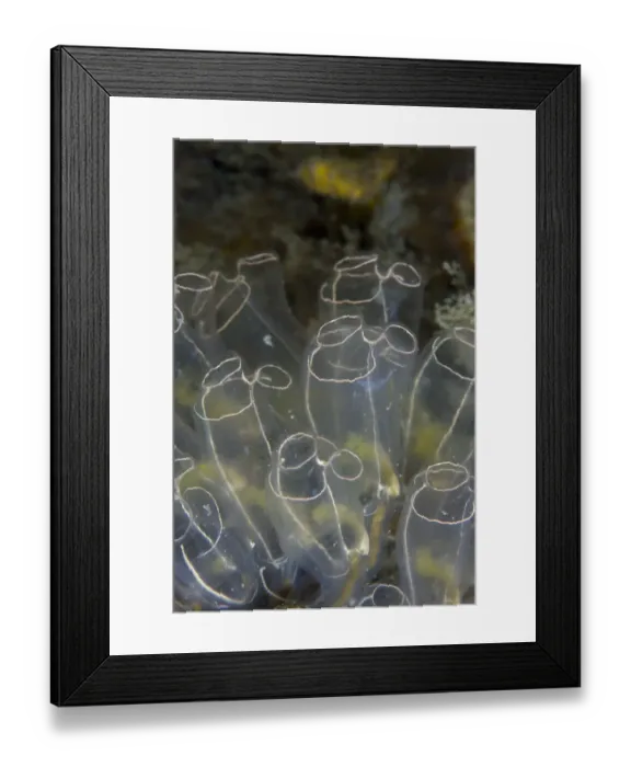 Framed Print : Light Bulb Sea Squirt (Clavelina lepadiformis). Channel Islands, UK, June Framed Print : Light Bulb Sea Squirt (Clavelina lepadiformis). Channel Islands, UK, June