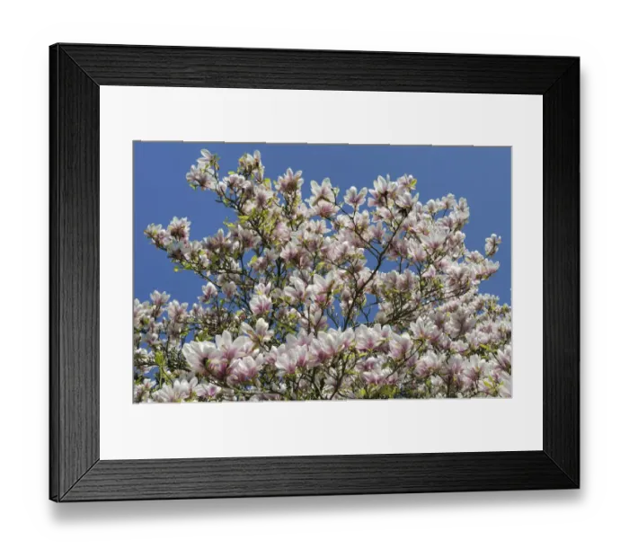 Framed Print : Saucer Magnolia (Magnolia x soulangeana) tree in full flower against blue sky. Stourhead gardens Framed Print : Saucer Magnolia (Magnolia x soulangeana) tree in full flower against blue sky. Stourhead gardens