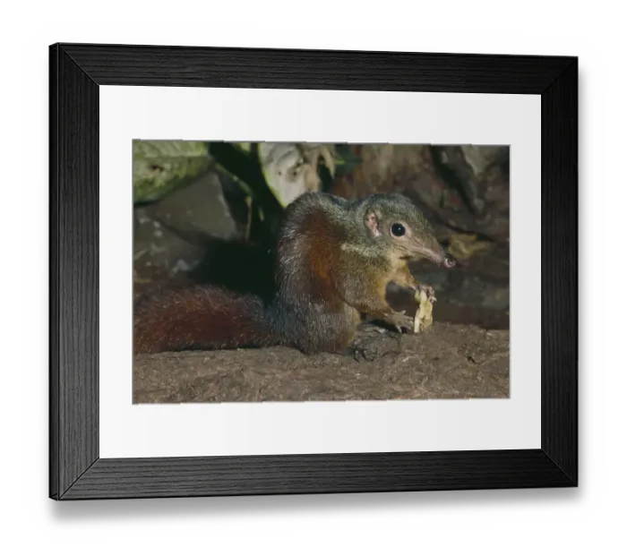 Framed Print : Large Tree Shrew (Tupaia tana) Captive, occurs Borneo and Sumatra Framed Print : Large Tree Shrew (Tupaia tana) Captive, occurs Borneo and Sumatra