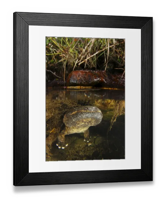 Framed Print : Male Japanese giant salamander (Andria japonicus) emerging from a nest hole in order to breathe Framed Print : Male Japanese giant salamander (Andria japonicus) emerging from a nest hole in order to breathe