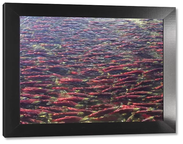 Sockeye  /  Red Salmon (Oncorhynchus nerka) on spawning migration. Adams River, British Columbia