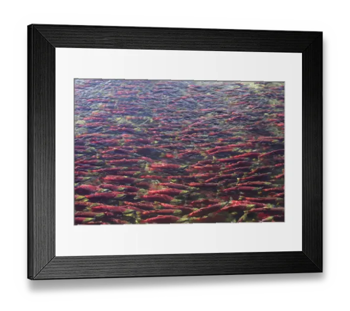 Framed Print : Sockeye / Red Salmon (Oncorhynchus nerka) on spawning migration. Adams River, British Columbia Framed Print : Sockeye / Red Salmon (Oncorhynchus nerka) on spawning migration. Adams River, British Columbia