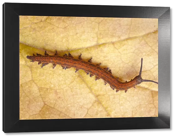 Velvet Worm (Peripatus novaezealandiae) known as living fossils, having