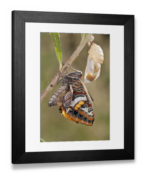 Framed Print : Two-tailed Pasha butterfly (Charaxes jasius) expanding wings after emerging, Podere Montecucco Framed Print : Two-tailed Pasha butterfly (Charaxes jasius) expanding wings after emerging, Podere Montecucco