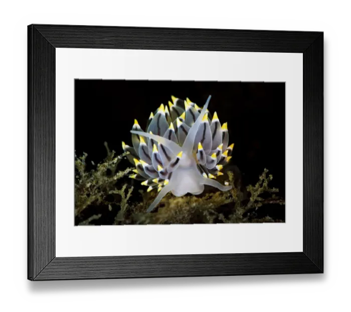 Framed Print : A portrait of a nudibranch (Eubranchus tricolor) on the seabed of a Scottish loch Framed Print : A portrait of a nudibranch (Eubranchus tricolor) on the seabed of a Scottish loch
