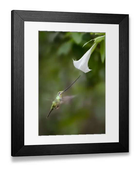 Framed Print : Sword-billed Hummingbird (Ensifera ensifera) feeding at an Angels or Devil s Framed Print : Sword-billed Hummingbird (Ensifera ensifera) feeding at an Angels or Devil s