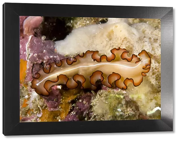 Flatworm (Maiazoon orsaki) Raja Ampat, Irian Jaya, West Papua, Indonesia, Pacific Ocean