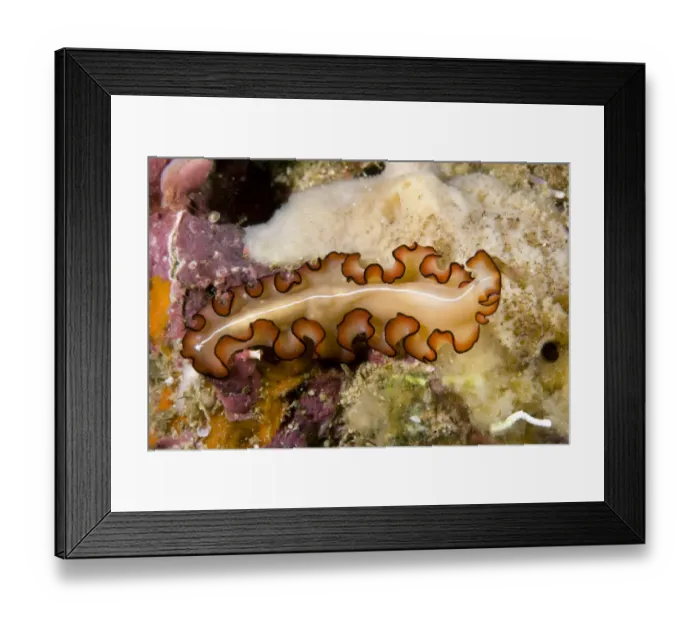 Framed Print : Flatworm (Maiazoon orsaki) Raja Ampat, Irian Jaya, West Papua, Indonesia, Pacific Ocean Framed Print : Flatworm (Maiazoon orsaki) Raja Ampat, Irian Jaya, West Papua, Indonesia, Pacific Ocean