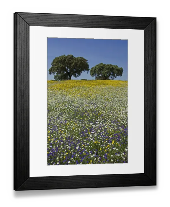 Framed Print : Meadow in flower, with Cork oaks (Quercus suber) in the background, Beja, Portugal, April Framed Print : Meadow in flower, with Cork oaks (Quercus suber) in the background, Beja, Portugal, April