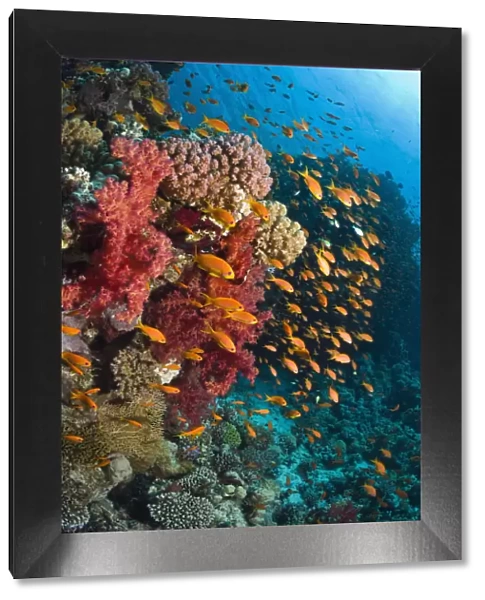 Lyretail anthias  /  Goldies (Pseudanthias squamipinnis) over coral reef with soft corals