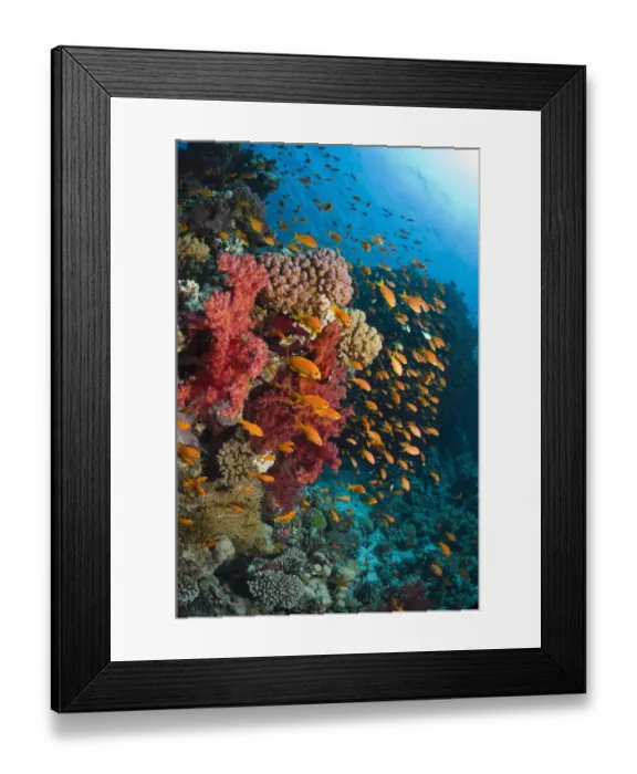 Framed Print : Lyretail anthias / Goldies (Pseudanthias squamipinnis) over coral reef with soft corals Framed Print : Lyretail anthias / Goldies (Pseudanthias squamipinnis) over coral reef with soft corals