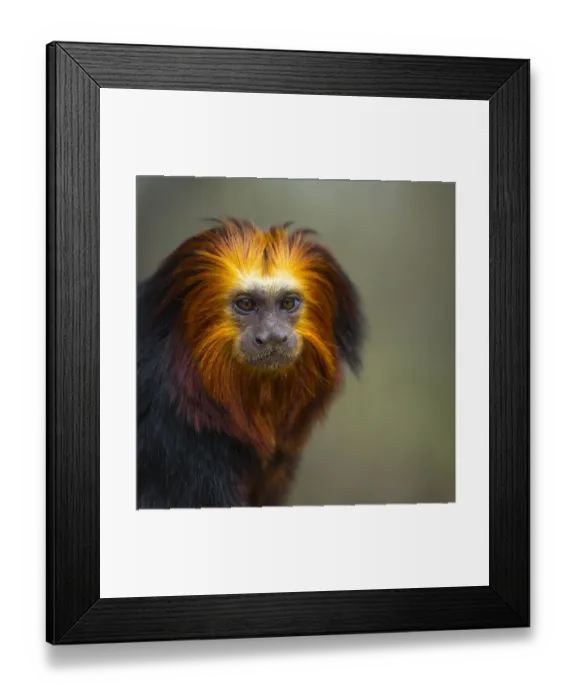 Framed Print : Golden-headed lion tamarin (Leontopithecus chrysomelas) captive portrait, Apenheul Park Framed Print : Golden-headed lion tamarin (Leontopithecus chrysomelas) captive portrait, Apenheul Park