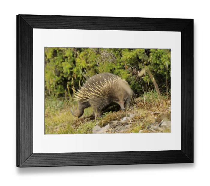 Framed Print : Short-beaked echidna (Tachyglossus aculeatus) digging, Tasmania, Australia