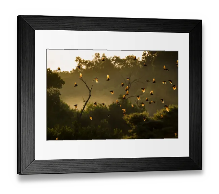 Framed Print : Straw-coloured fruit bats (Eidolon helvum) returning to daytime roost at sunrise Framed Print : Straw-coloured fruit bats (Eidolon helvum) returning to daytime roost at sunrise
