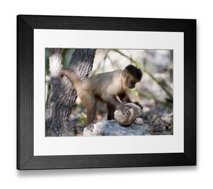 Framed Print : Black-striped capuchin (Sapajus libidinosus) using rock as a tool to break open palm nut Framed Print : Black-striped capuchin (Sapajus libidinosus) using rock as a tool to break open palm nut