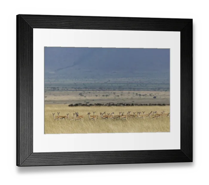 Framed Print : Thomsons gazelle (Eudorcas thomsonii) herd with Wildebeest herd visible beyond Framed Print : Thomsons gazelle (Eudorcas thomsonii) herd with Wildebeest herd visible beyond