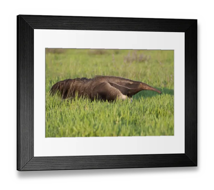 Framed Print : Adult Giant Anteater (Myrmecophaga tridactyla) walking across savannah. Los Llanos Framed Print : Adult Giant Anteater (Myrmecophaga tridactyla) walking across savannah. Los Llanos