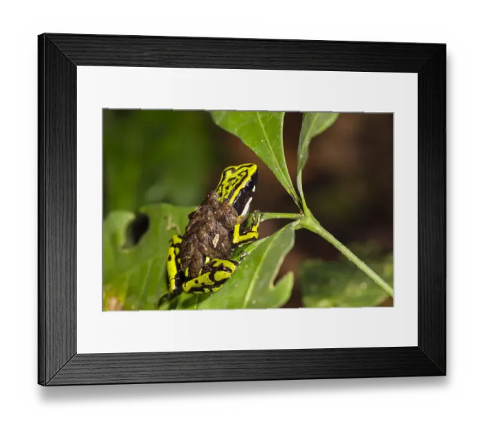Framed Print : Three-striped poison frog (Ameerega trivittata) male carrying tadpoles, Panguana Reserve