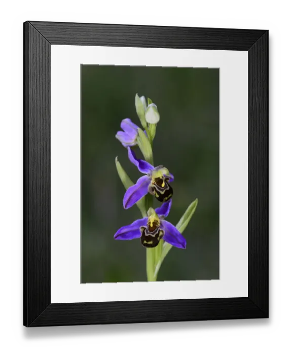 Framed Print : Bee orchid (Ophrys apifera) in flower. Dorset, UK, June Framed Print : Bee orchid (Ophrys apifera) in flower. Dorset, UK, June