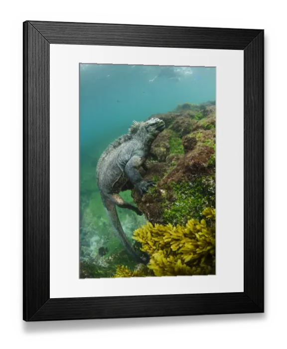 Framed Print : Marine iguana (Amblyrhynchus cristatus) underwater. Fernandina Island. Galapagos, Endemic Species Framed Print : Marine iguana (Amblyrhynchus cristatus) underwater. Fernandina Island. Galapagos, Endemic Species