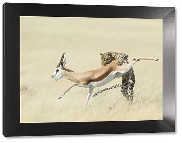 Leopard (Panthera pardus) hunting Springbok (Antidorcas marsupialis) Etosha, Namibia