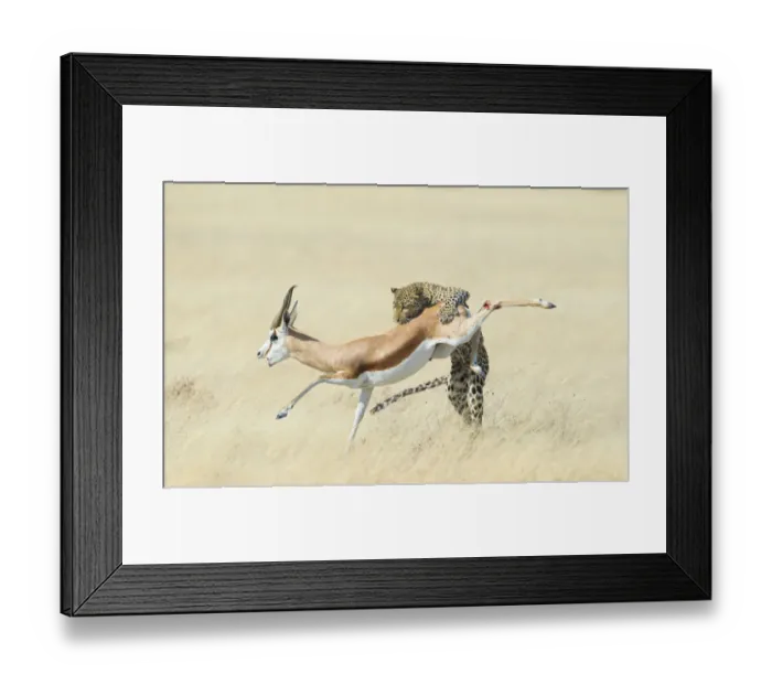 Framed Print : Leopard (Panthera pardus) hunting Springbok (Antidorcas marsupialis) Etosha, Namibia Framed Print : Leopard (Panthera pardus) hunting Springbok (Antidorcas marsupialis) Etosha, Namibia
