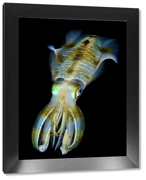 Portrait of Bigfin squid (Sepioteuthis lessoniana) hovering in open water above a