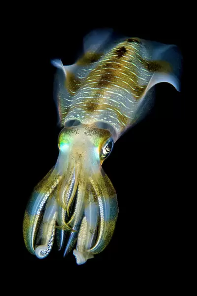 Portrait of Bigfin squid (Sepioteuthis lessoniana) hovering in open water above a