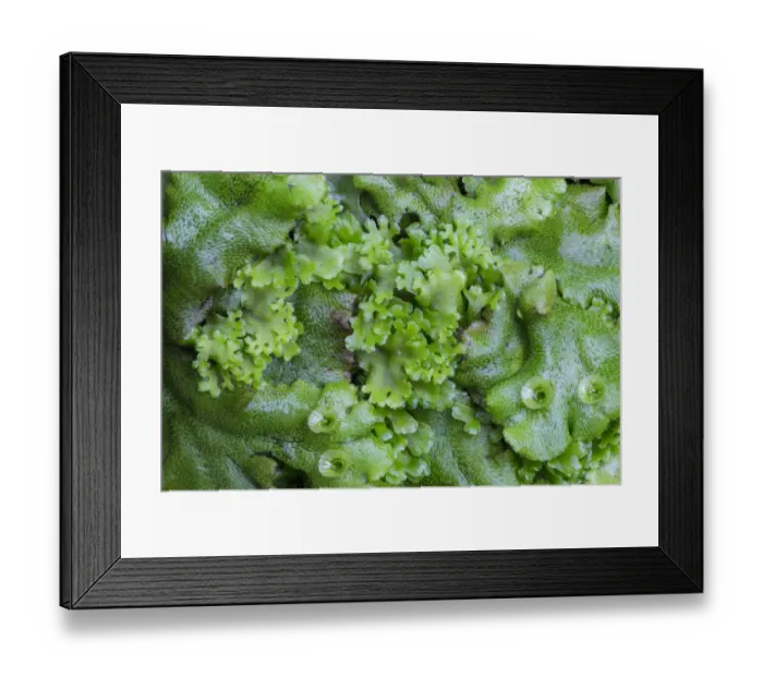 Framed Print : Endive Pellia liverwort (Pellia endiviifolia) in centre growing through Common Liverwort